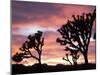 Joshua Tree at Sunset in Joshua Tree National Park, California, USA-Steve Kazlowski-Mounted Photographic Print