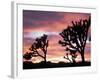 Joshua Tree at Sunset in Joshua Tree National Park, California, USA-Steve Kazlowski-Framed Photographic Print