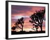 Joshua Tree at Sunset in Joshua Tree National Park, California, USA-Steve Kazlowski-Framed Photographic Print