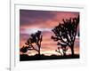 Joshua Tree at Sunset in Joshua Tree National Park, California, USA-Steve Kazlowski-Framed Photographic Print