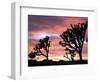 Joshua Tree at Sunset in Joshua Tree National Park, California, USA-Steve Kazlowski-Framed Photographic Print