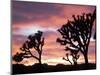 Joshua Tree at Sunset in Joshua Tree National Park, California, USA-Steve Kazlowski-Mounted Photographic Print
