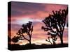 Joshua Tree at Sunset in Joshua Tree National Park, California, USA-Steve Kazlowski-Stretched Canvas