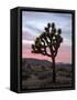 Joshua Tree at Sunset, Joshua Tree National Park, California-James Hager-Framed Stretched Canvas