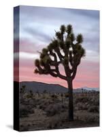 Joshua Tree at Sunset, Joshua Tree National Park, California-James Hager-Stretched Canvas
