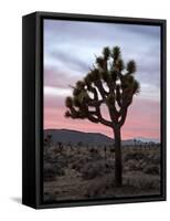 Joshua Tree at Sunset, Joshua Tree National Park, California-James Hager-Framed Stretched Canvas