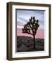 Joshua Tree at Sunset, Joshua Tree National Park, California-James Hager-Framed Premium Photographic Print