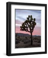 Joshua Tree at Sunset, Joshua Tree National Park, California-James Hager-Framed Premium Photographic Print