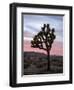 Joshua Tree at Sunset, Joshua Tree National Park, California-James Hager-Framed Premium Photographic Print