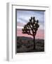 Joshua Tree at Sunset, Joshua Tree National Park, California-James Hager-Framed Premium Photographic Print