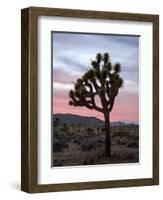 Joshua Tree at Sunset, Joshua Tree National Park, California-James Hager-Framed Photographic Print