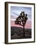 Joshua Tree at Sunset, Joshua Tree National Park, California-James Hager-Framed Photographic Print