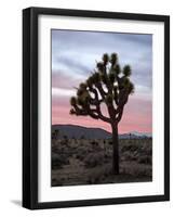 Joshua Tree at Sunset, Joshua Tree National Park, California-James Hager-Framed Photographic Print