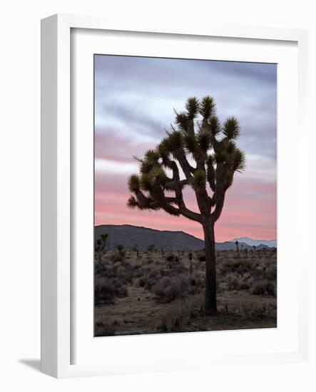 Joshua Tree at Sunset, Joshua Tree National Park, California-James Hager-Framed Photographic Print