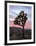 Joshua Tree at Sunset, Joshua Tree National Park, California-James Hager-Framed Photographic Print