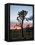 Joshua Tree at Sunset, Joshua Tree National Park, California-James Hager-Framed Stretched Canvas