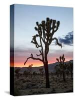 Joshua Tree at Sunset, Joshua Tree National Park, California-James Hager-Stretched Canvas