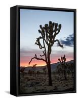Joshua Tree at Sunset, Joshua Tree National Park, California-James Hager-Framed Stretched Canvas