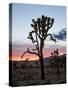 Joshua Tree at Sunset, Joshua Tree National Park, California-James Hager-Stretched Canvas