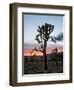 Joshua Tree at Sunset, Joshua Tree National Park, California-James Hager-Framed Photographic Print