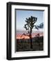 Joshua Tree at Sunset, Joshua Tree National Park, California-James Hager-Framed Photographic Print