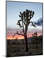 Joshua Tree at Sunset, Joshua Tree National Park, California-James Hager-Mounted Photographic Print