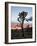 Joshua Tree at Sunset, Joshua Tree National Park, California-James Hager-Framed Photographic Print