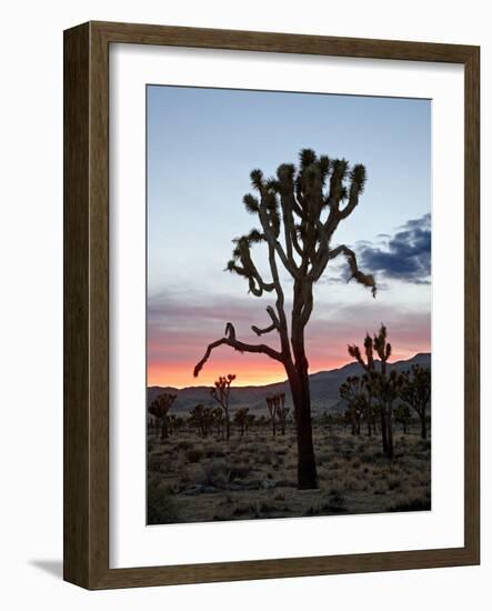 Joshua Tree at Sunset, Joshua Tree National Park, California-James Hager-Framed Photographic Print