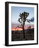 Joshua Tree at Sunset, Joshua Tree National Park, California-James Hager-Framed Photographic Print