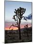 Joshua Tree at Sunset, Joshua Tree National Park, California-James Hager-Mounted Photographic Print