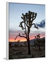 Joshua Tree at Sunset, Joshua Tree National Park, California-James Hager-Framed Photographic Print