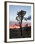 Joshua Tree at Sunset, Joshua Tree National Park, California-James Hager-Framed Photographic Print