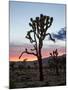 Joshua Tree at Sunset, Joshua Tree National Park, California-James Hager-Mounted Photographic Print