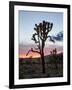 Joshua Tree at Sunset, Joshua Tree National Park, California-James Hager-Framed Photographic Print