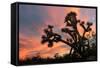 Joshua Tree at Sunset-raphoto-Framed Stretched Canvas