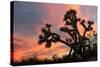 Joshua Tree at Sunset-raphoto-Stretched Canvas