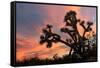 Joshua Tree at Sunset-raphoto-Framed Stretched Canvas