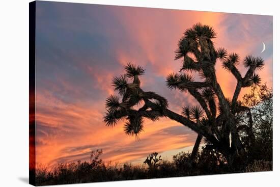 Joshua Tree at Sunset-raphoto-Stretched Canvas