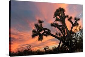 Joshua Tree at Sunset-raphoto-Stretched Canvas