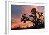 Joshua Tree at Sunset-raphoto-Framed Photographic Print