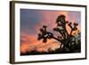 Joshua Tree at Sunset-raphoto-Framed Photographic Print