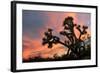 Joshua Tree at Sunset-raphoto-Framed Photographic Print