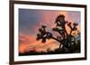 Joshua Tree at Sunset-raphoto-Framed Photographic Print
