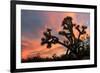 Joshua Tree at Sunset-raphoto-Framed Photographic Print