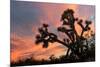 Joshua Tree at Sunset-raphoto-Mounted Photographic Print