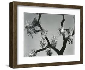 Joshua Tree, California, 1942-Brett Weston-Framed Photographic Print