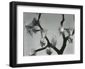 Joshua Tree, California, 1942-Brett Weston-Framed Photographic Print