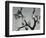 Joshua Tree, California, 1942-Brett Weston-Framed Photographic Print