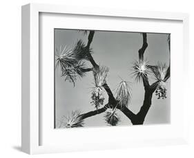 Joshua Tree, California, 1942-Brett Weston-Framed Photographic Print