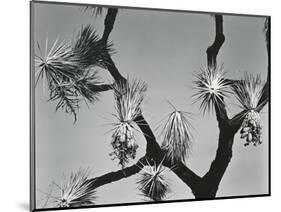 Joshua Tree, California, 1942-Brett Weston-Mounted Photographic Print